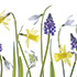 Spring Narcissus and Hyacinth
